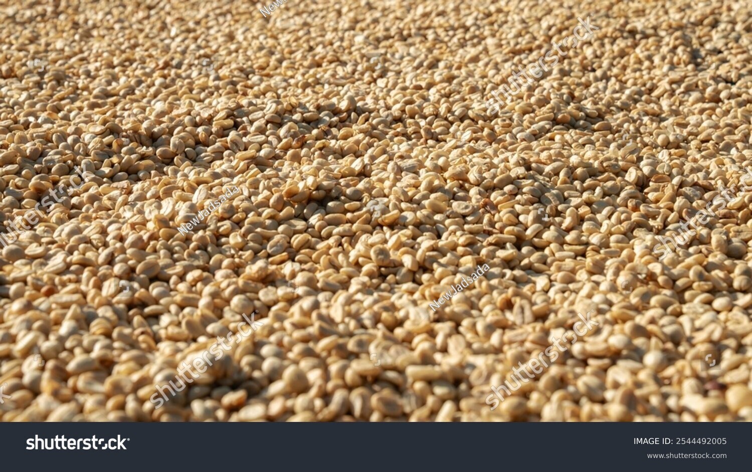 stock-photo-outstanding-coffee-process-coffee-green-beans-500633338